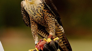 Bird-On-Bird Crime